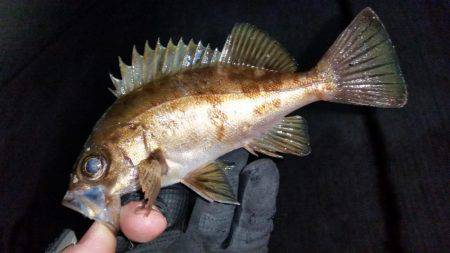 釣り納めメバリング