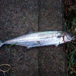 今年最後の釣り