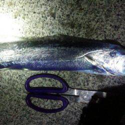 太刀魚、カマス、カサゴが好調！