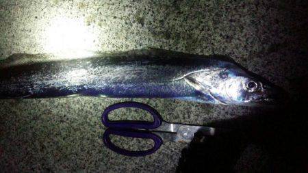 太刀魚、カマス、カサゴが好調！