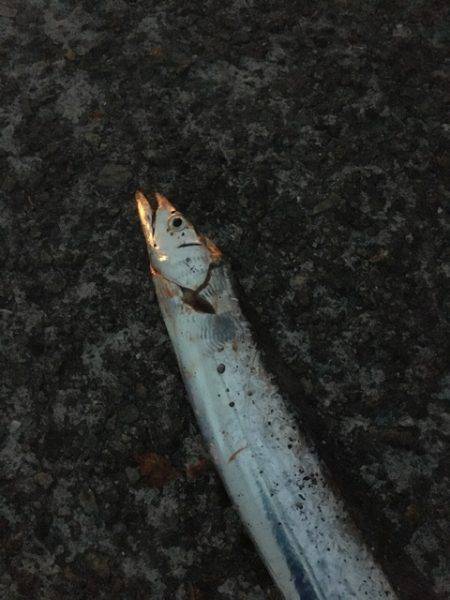 南芦屋浜タチウオ