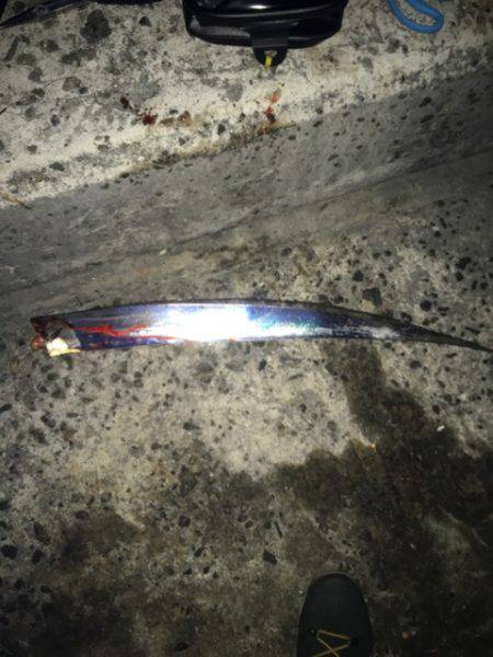 南芦屋浜タチウオ