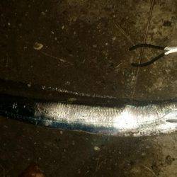 陸ッパリからスーパードラゴン