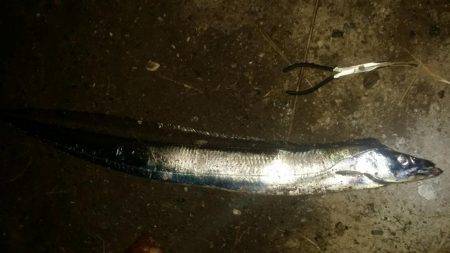 陸ッパリからスーパードラゴン