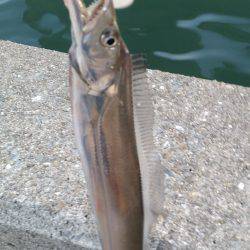 まだまだタチウオいける!