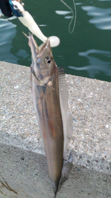 まだまだタチウオいける!