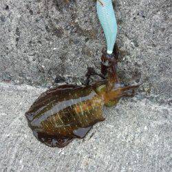 渋いがヤット釣れた