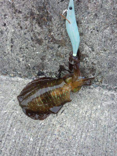 渋いがヤット釣れた