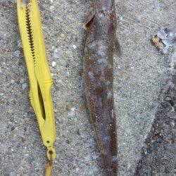 エギング+餌釣り