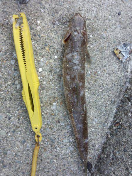 エギング+餌釣り