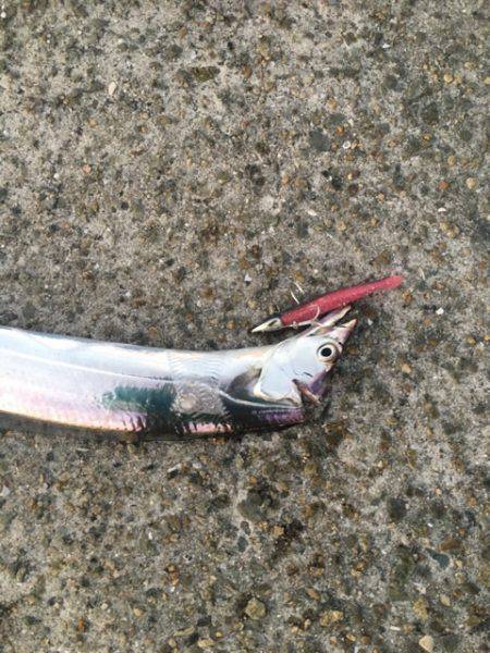 南芦屋浜タチウオ