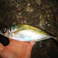 ようやくのジャンボ！