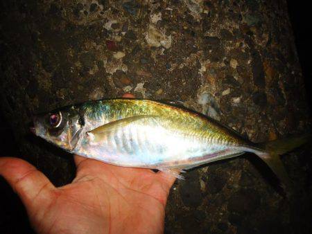 ようやくのジャンボ！