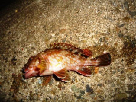 久々にガシリング