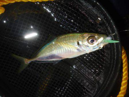 沈黙の後にジャンボ！