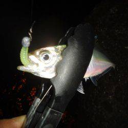 しんどいアジング