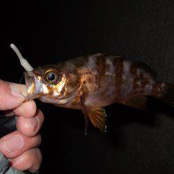 今シーズン初のメバル調査