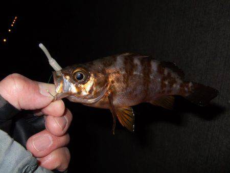 今シーズン初のメバル調査