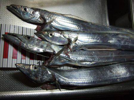 父とタチウオ釣り