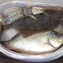 カレイが釣りたい。