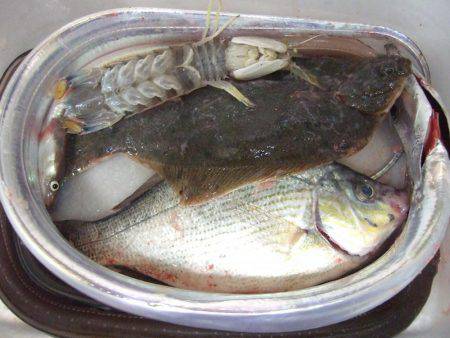 カレイが釣りたい。