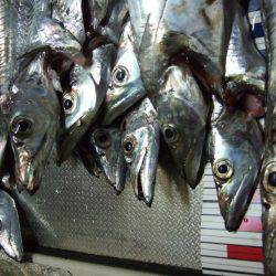 今日のタチウオは慎重。