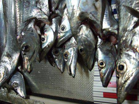 今日のタチウオは慎重。