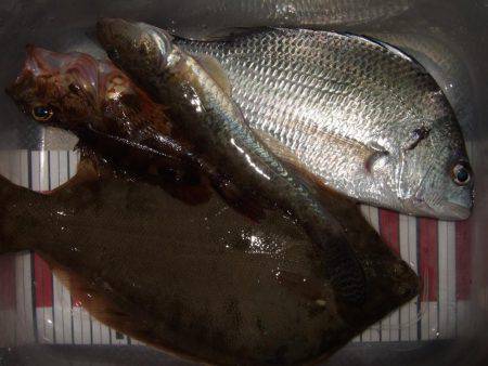 カレイ釣り　３