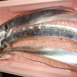 タチウオと短時間勝負！　