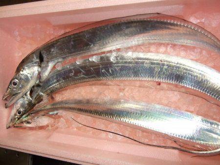 タチウオと短時間勝負！　