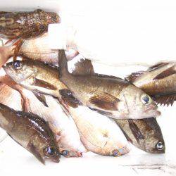 夕方のメバル狙い。