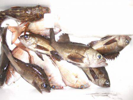 夕方のメバル狙い。