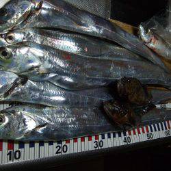 今年最後？のタチウオ釣り。