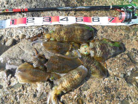 強風の中、磯でアオリイカのヤエン釣り