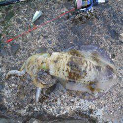 コンディション悪、磯でアオリイカのヤエン釣り