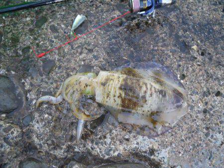 コンディション悪、磯でアオリイカのヤエン釣り