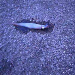 エギング   ヤリイカ