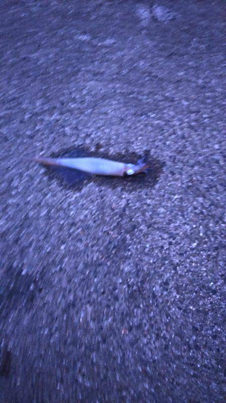 エギング   ヤリイカ