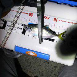 谷川でアジング