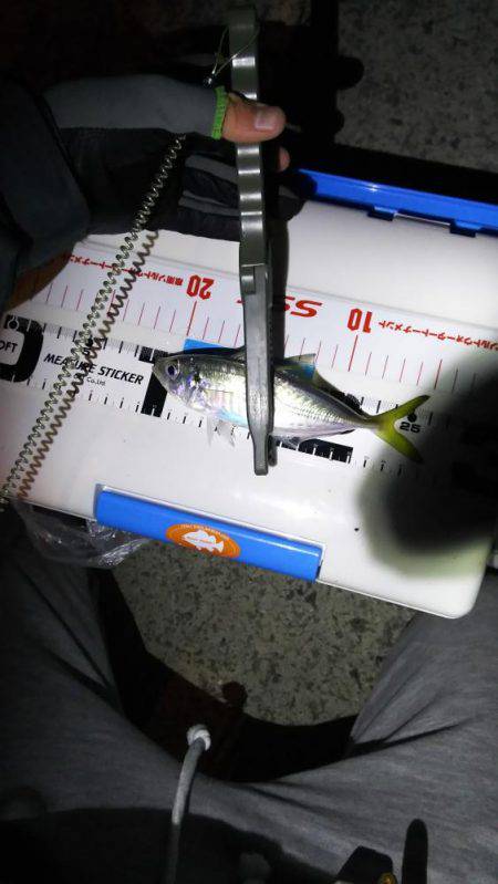 谷川でアジング