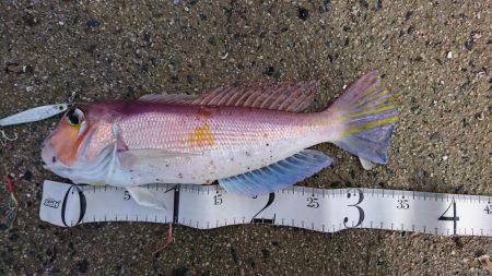 予想もしてなかった魚が