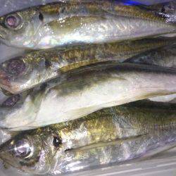 多少？の雨にも負けず