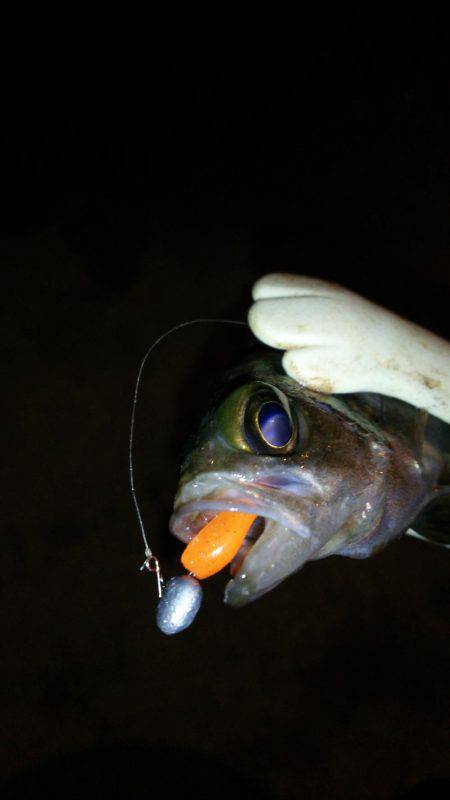 オジサン２人でメリーツリシマス(笑)