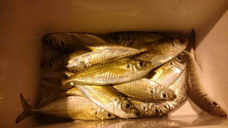 まったりアジング