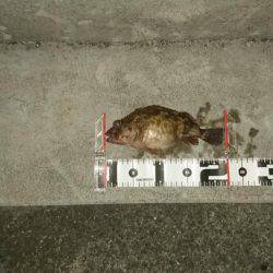 ロックフィッシュ調査