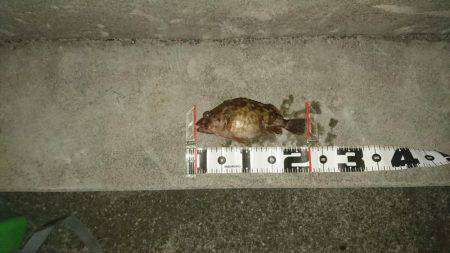 ロックフィッシュ調査