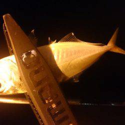 今週もアジング