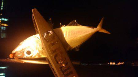 今週もアジング