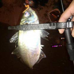 アジング釣行記