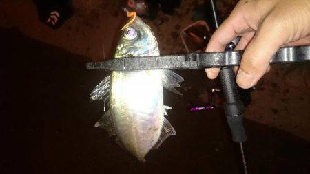 アジング釣行記